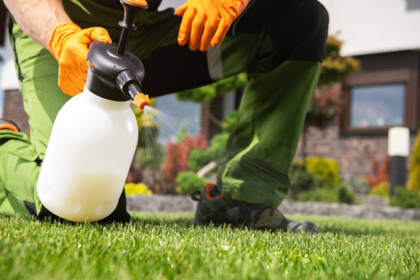 Best Termite Control Services  in Globe, AZ