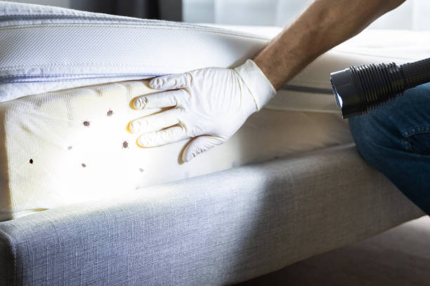 Best Exterminator Services  in Globe, AZ