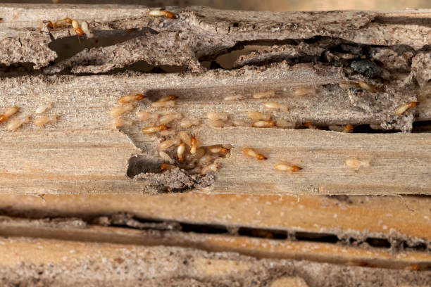 Best Pest Control for Homes  in Globe, AZ