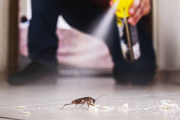 Best Insect Control  in Globe, AZ